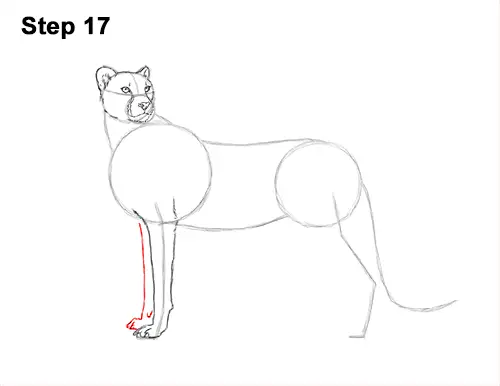 How to Draw a Cheetah (Color) VIDEO & Step-by-Step Pictures