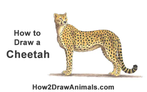 How to Draw a Cheetah Standing Side Color