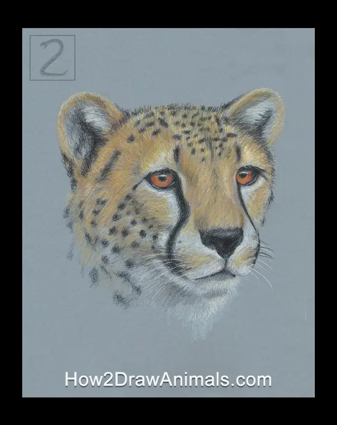 Special Cheetah Portrait Drawing