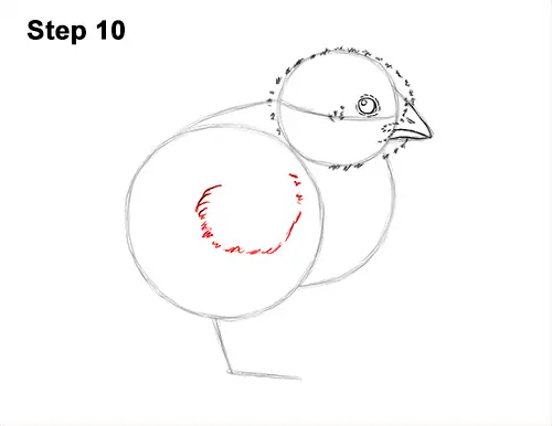 How to Draw Cute Baby Chick Chicken Hen 10
