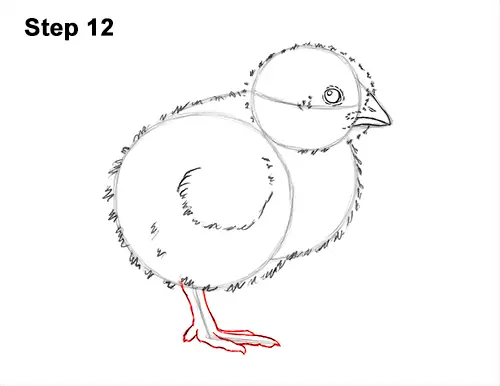 How to Draw Cute Baby Chick Chicken Hen 12