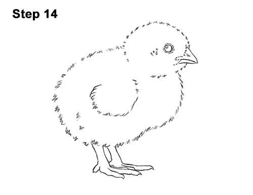 How to Draw Cute Baby Chick Chicken Hen 14