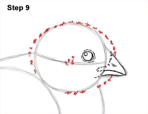 How to Draw Cute Baby Chick Chicken Hen 9