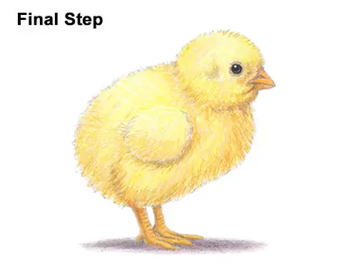 How to Draw Cute Baby Chick Chicken Hen
