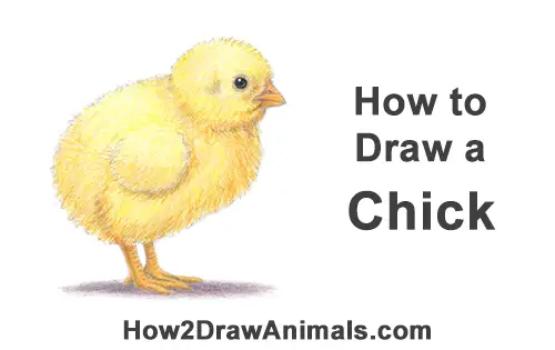 How to Draw Cute Baby Chick Chicken Hen