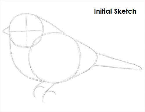 How to Draw a Chickadee