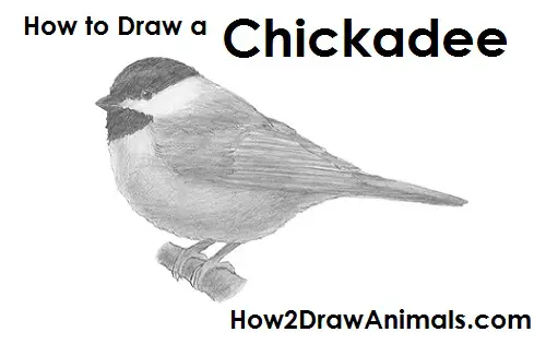 Draw Chickadee Bird