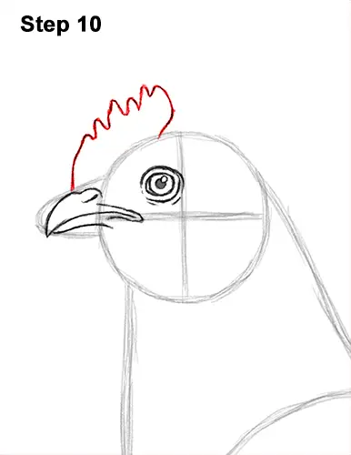 How to Draw a Chicken Hen Bird 10
