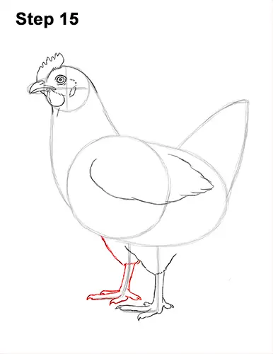 How to Draw a Chicken Hen Bird 15