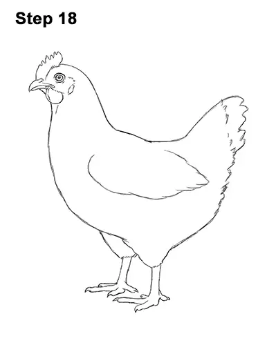 How to Draw a Chicken Hen Bird 18