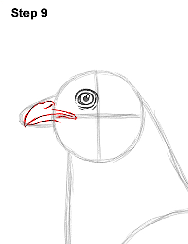 How to Draw a Chicken Hen Bird 9