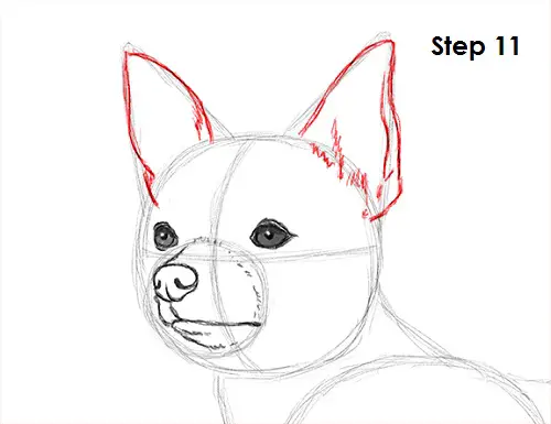 How to Draw a Chihuahua