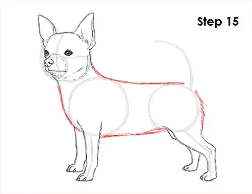 How To Draw A Deer Head Chihuahua How To Draw Step By Step