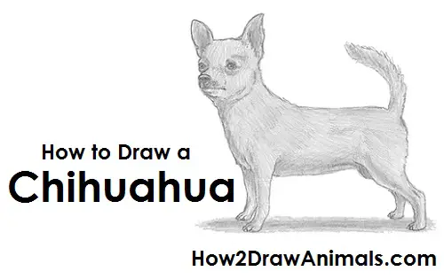 Draw Chihuahua Dog