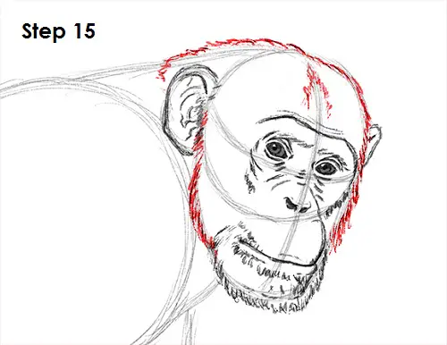 realistic chimpanzee drawing easy