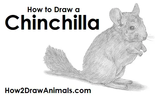 Draw Chinchilla