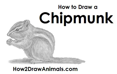 Draw a Chipmunk