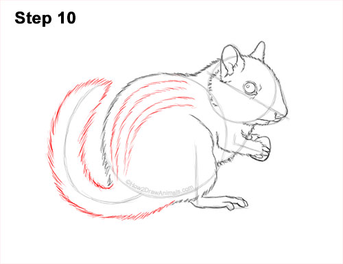How to Draw a Chipmunk 10