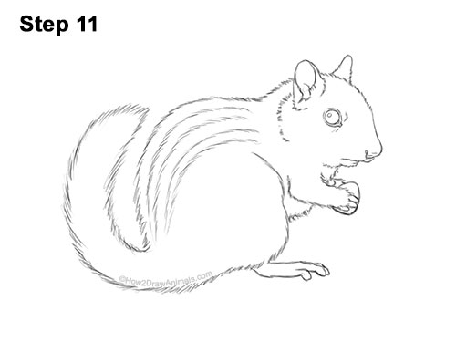 How to Draw a Chipmunk 11