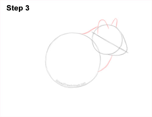 How to Draw a Chipmunk 3