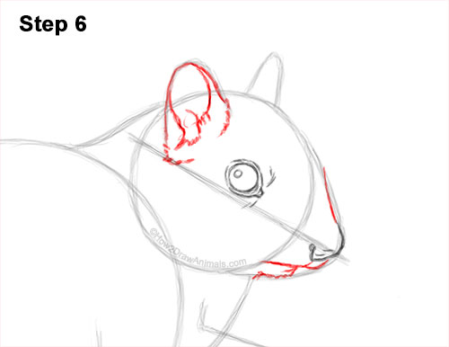 How to Draw a Chipmunk 6