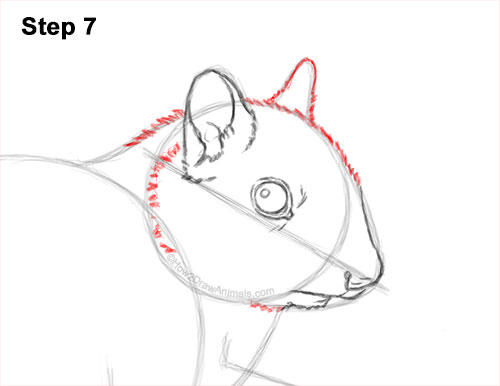 How to Draw a Chipmunk 7