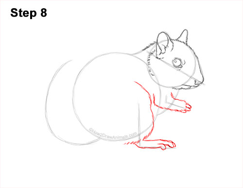 How to Draw a Chipmunk 8