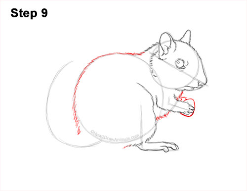 How to Draw a Chipmunk 9
