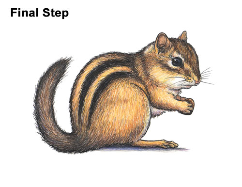 How to Draw a Chipmunk Final
