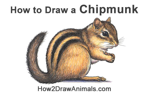 How to Draw a Chipmunk