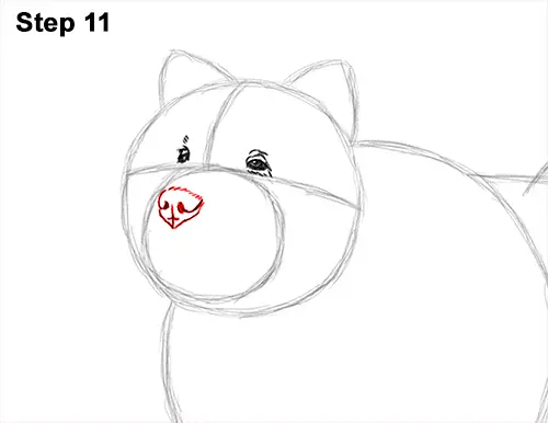 How to Draw Cute Chow Chow Puppy Dog 11