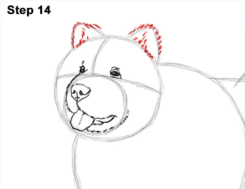 How to Draw Cute Chow Chow Puppy Dog 14