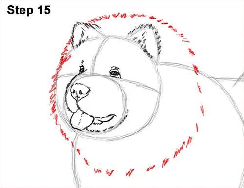 How to Draw Cute Chow Chow Puppy Dog 15
