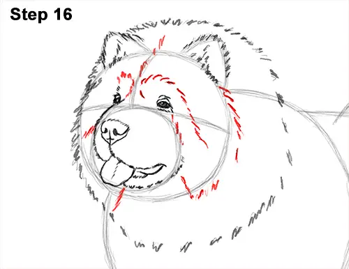 How to Draw Cute Chow Chow Puppy Dog 16