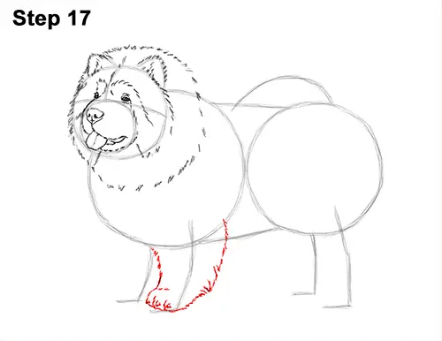 How to Draw Cute Chow Chow Puppy Dog 17