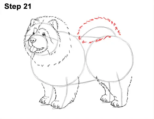 How to Draw Cute Chow Chow Puppy Dog 21