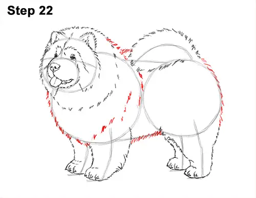 How to Draw Cute Chow Chow Puppy Dog 22