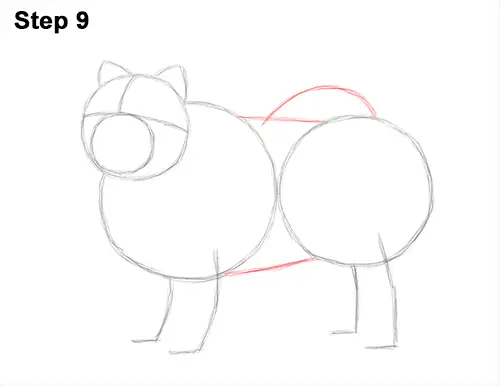 How to Draw Cute Chow Chow Puppy Dog 9
