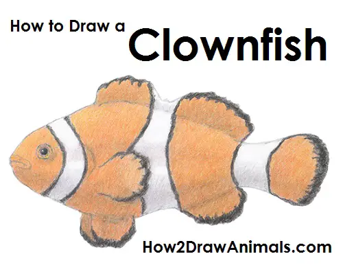 Draw Clownfish