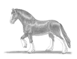 How to Draw a Horse Clydesdale Shire
