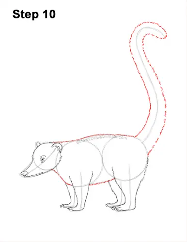 How to Draw a South American Ring-tailed Coati Coatimundi 10