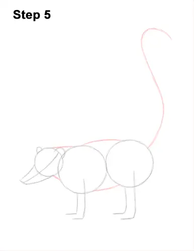 How to Draw a South American Ring-tailed Coati Coatimundi 5