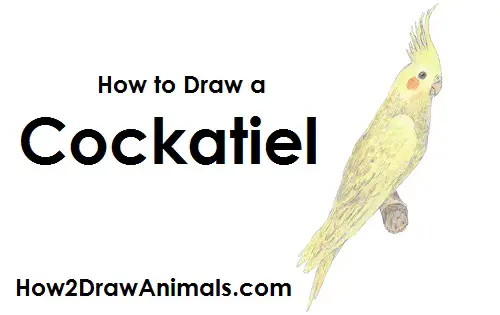 Draw Cockatiel Bird