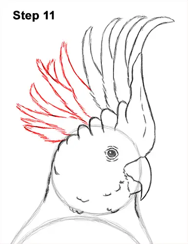 How to Draw a Sulphur Crested Cockatoo Bird Parrot 11