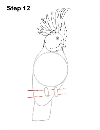 How to Draw a Sulphur Crested Cockatoo Bird Parrot 12