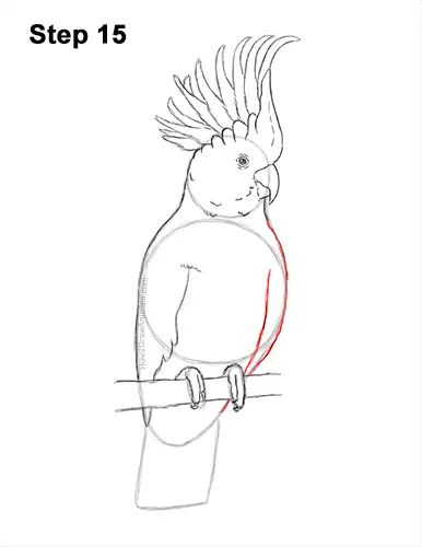 How to Draw a Sulphur Crested Cockatoo Bird Parrot 15