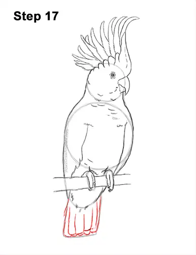 How to Draw a Sulphur Crested Cockatoo Bird Parrot 17