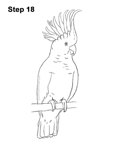 How to Draw a Sulphur Crested Cockatoo Bird Parrot 18
