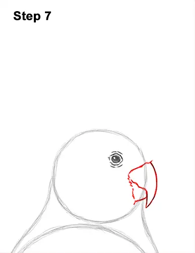 How to Draw a Sulphur Crested Cockatoo Bird Parrot 7