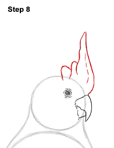 How to Draw a Sulphur Crested Cockatoo Bird Parrot 8